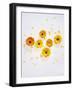 Marigold, Calendula Officinalis, Blossoms, Petals, Orange, Still Life-Axel Killian-Framed Photographic Print