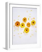 Marigold, Calendula Officinalis, Blossoms, Petals, Orange, Still Life-Axel Killian-Framed Photographic Print