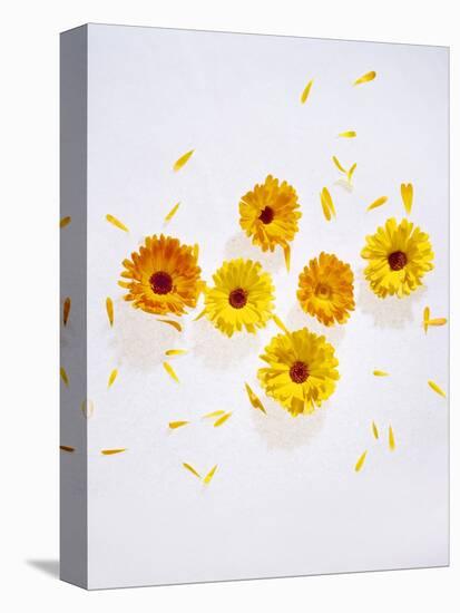 Marigold, Calendula Officinalis, Blossoms, Petals, Orange, Still Life-Axel Killian-Stretched Canvas
