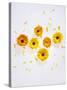 Marigold, Calendula Officinalis, Blossoms, Petals, Orange, Still Life-Axel Killian-Stretched Canvas
