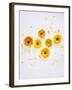 Marigold, Calendula Officinalis, Blossoms, Petals, Orange, Still Life-Axel Killian-Framed Photographic Print