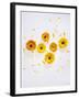 Marigold, Calendula Officinalis, Blossoms, Petals, Orange, Still Life-Axel Killian-Framed Photographic Print