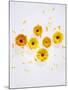 Marigold, Calendula Officinalis, Blossoms, Petals, Orange, Still Life-Axel Killian-Mounted Photographic Print