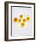 Marigold, Calendula Officinalis, Blossoms, Petals, Orange, Still Life-Axel Killian-Framed Photographic Print