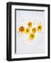 Marigold, Calendula Officinalis, Blossoms, Petals, Orange, Still Life-Axel Killian-Framed Photographic Print