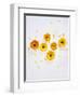 Marigold, Calendula Officinalis, Blossoms, Petals, Orange, Still Life-Axel Killian-Framed Photographic Print