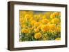 Marigold Flower ,Marigold Flower in the Morning-suthiphong yina-Framed Photographic Print