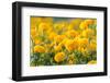 Marigold Flower ,Marigold Flower in the Morning-suthiphong yina-Framed Photographic Print