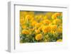 Marigold Flower ,Marigold Flower in the Morning-suthiphong yina-Framed Photographic Print