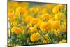 Marigold Flower ,Marigold Flower in the Morning-suthiphong yina-Mounted Photographic Print