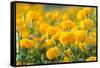 Marigold Flower ,Marigold Flower in the Morning-suthiphong yina-Framed Stretched Canvas