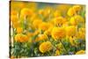 Marigold Flower ,Marigold Flower in the Morning-suthiphong yina-Stretched Canvas