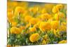 Marigold Flower ,Marigold Flower in the Morning-suthiphong yina-Mounted Photographic Print