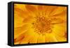 Marigold Flower-null-Framed Stretched Canvas