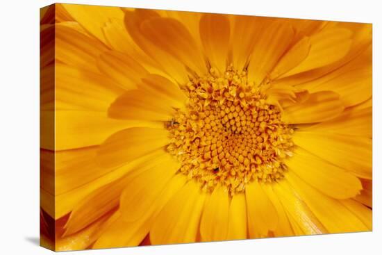 Marigold Flower-null-Stretched Canvas