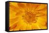 Marigold Flower-null-Framed Stretched Canvas