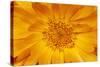 Marigold Flower-null-Stretched Canvas