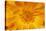 Marigold Flower-null-Stretched Canvas