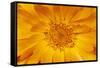 Marigold Flower-null-Framed Stretched Canvas