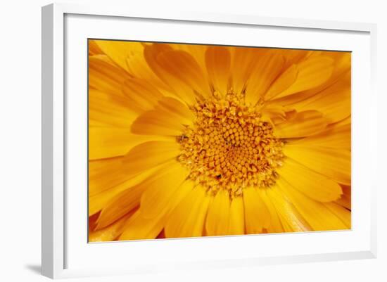 Marigold Flower-null-Framed Photographic Print