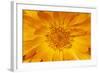 Marigold Flower-null-Framed Photographic Print