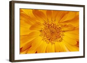 Marigold Flower-null-Framed Photographic Print