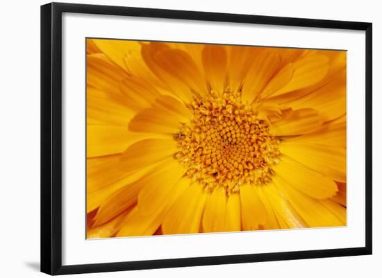 Marigold Flower-null-Framed Photographic Print