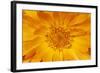 Marigold Flower-null-Framed Photographic Print