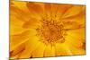 Marigold Flower-null-Mounted Photographic Print