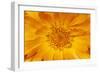 Marigold Flower-null-Framed Photographic Print