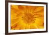 Marigold Flower-null-Framed Photographic Print