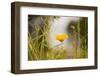 Marigold in the autumn garden-Paivi Vikstrom-Framed Photographic Print