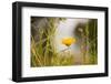 Marigold in the autumn garden-Paivi Vikstrom-Framed Photographic Print