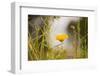 Marigold in the autumn garden-Paivi Vikstrom-Framed Photographic Print