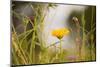 Marigold in the autumn garden-Paivi Vikstrom-Mounted Photographic Print