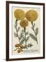 Marigold Magic I-Weinmann-Framed Art Print