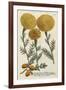 Marigold Magic I-Weinmann-Framed Art Print