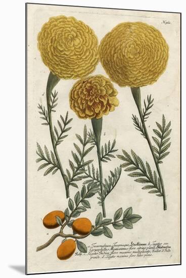 Marigold Magic I-Weinmann-Mounted Art Print