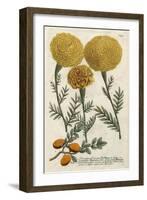 Marigold Magic I-Weinmann-Framed Art Print