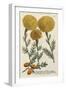 Marigold Magic I-Weinmann-Framed Art Print