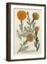 Marigold Magic II-Weinmann-Framed Art Print