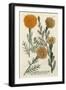 Marigold Magic II-Weinmann-Framed Art Print