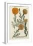 Marigold Magic II-Weinmann-Framed Art Print