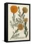 Marigold Magic II-Weinmann-Framed Stretched Canvas