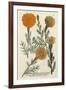 Marigold Magic II-Weinmann-Framed Art Print