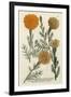 Marigold Magic II-Weinmann-Framed Art Print