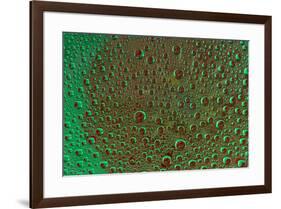 Marigold reflections in dew drops-Darrell Gulin-Framed Photographic Print