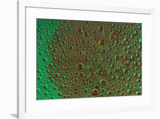 Marigold reflections in dew drops-Darrell Gulin-Framed Photographic Print