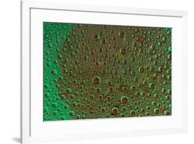 Marigold reflections in dew drops-Darrell Gulin-Framed Photographic Print