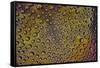 Marigold reflections in dew drops-Darrell Gulin-Framed Stretched Canvas